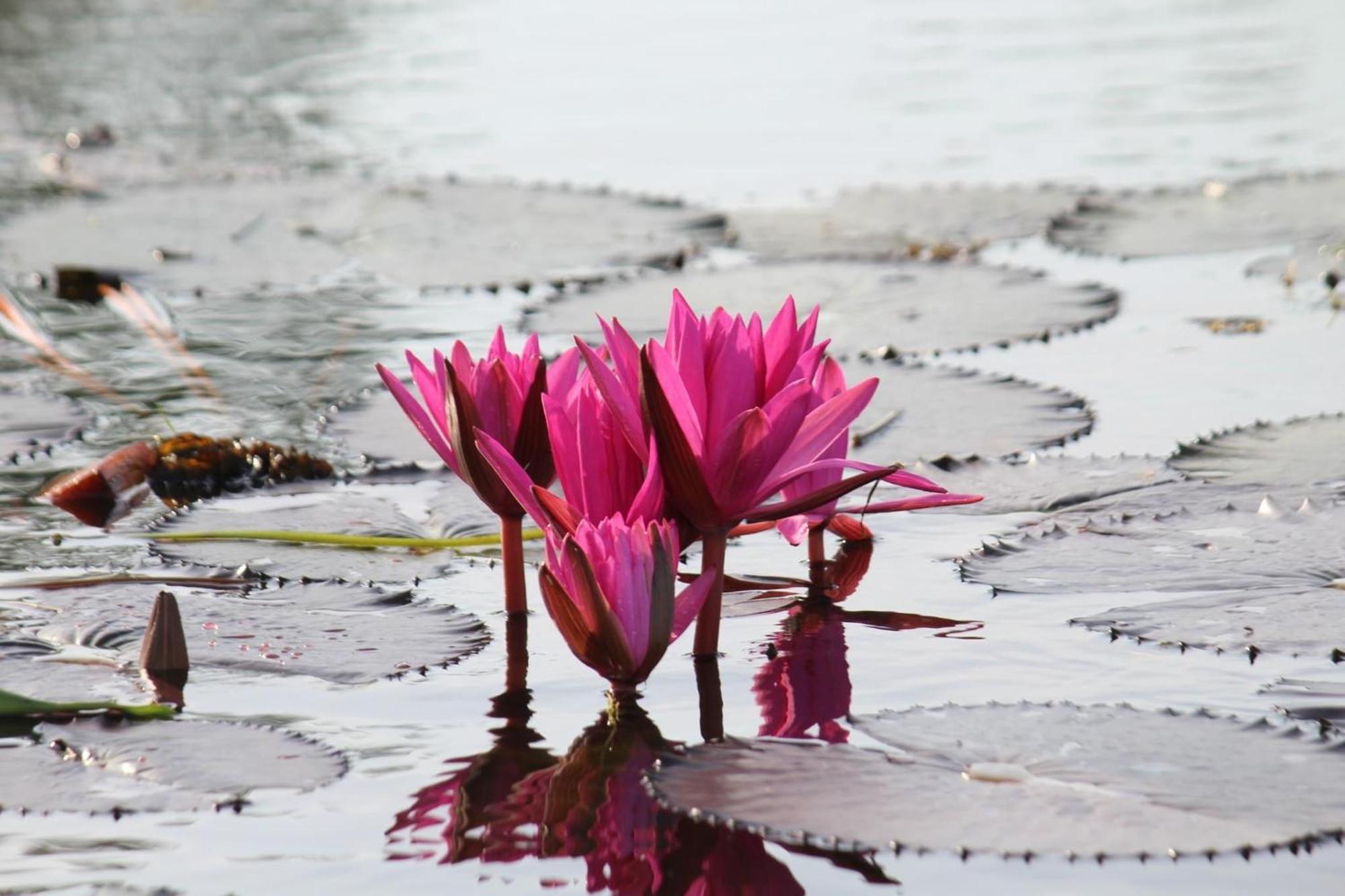 Lake Resort Bolgoda วัดดูวา ภายนอก รูปภาพ