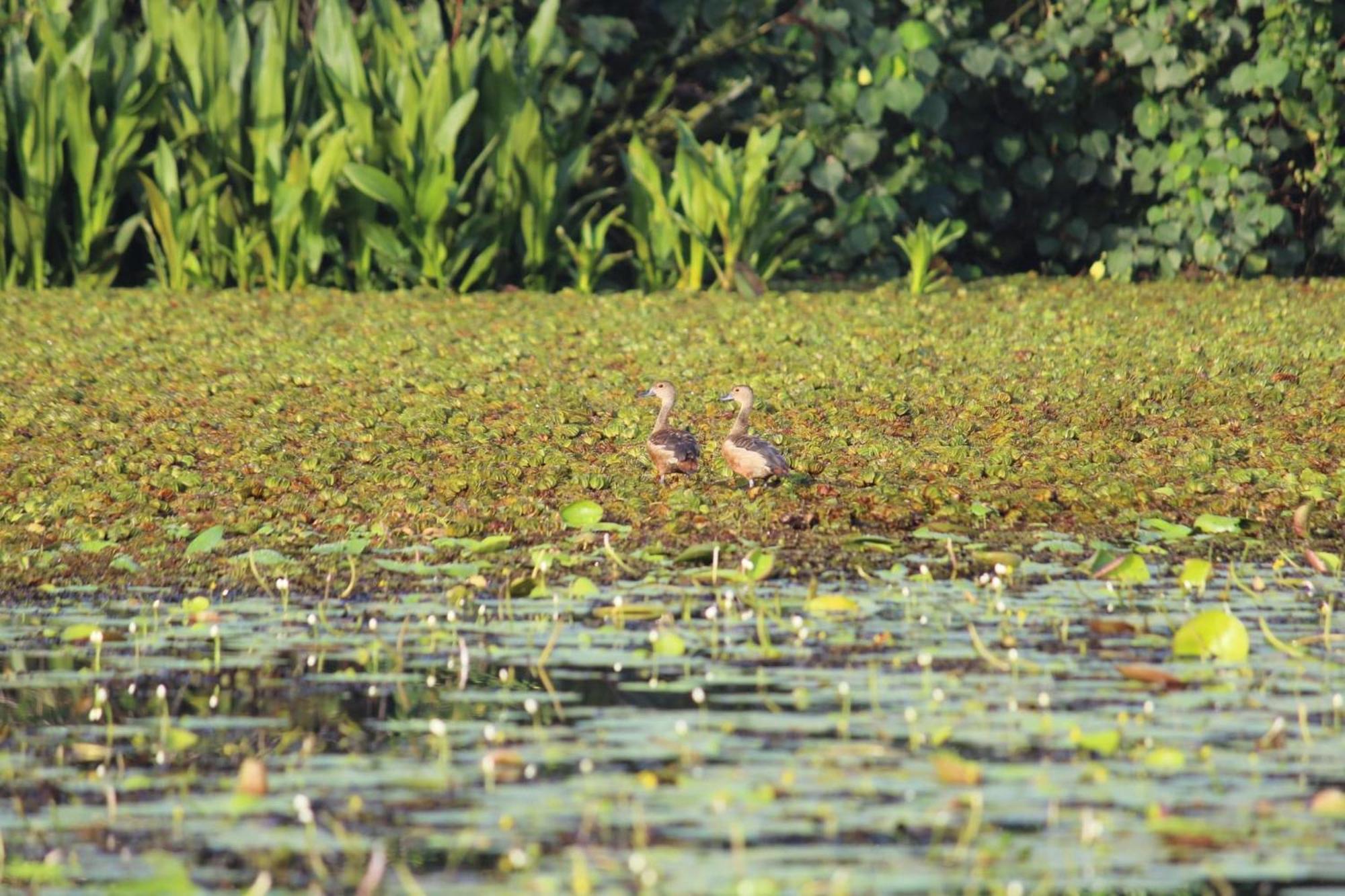 Lake Resort Bolgoda วัดดูวา ภายนอก รูปภาพ